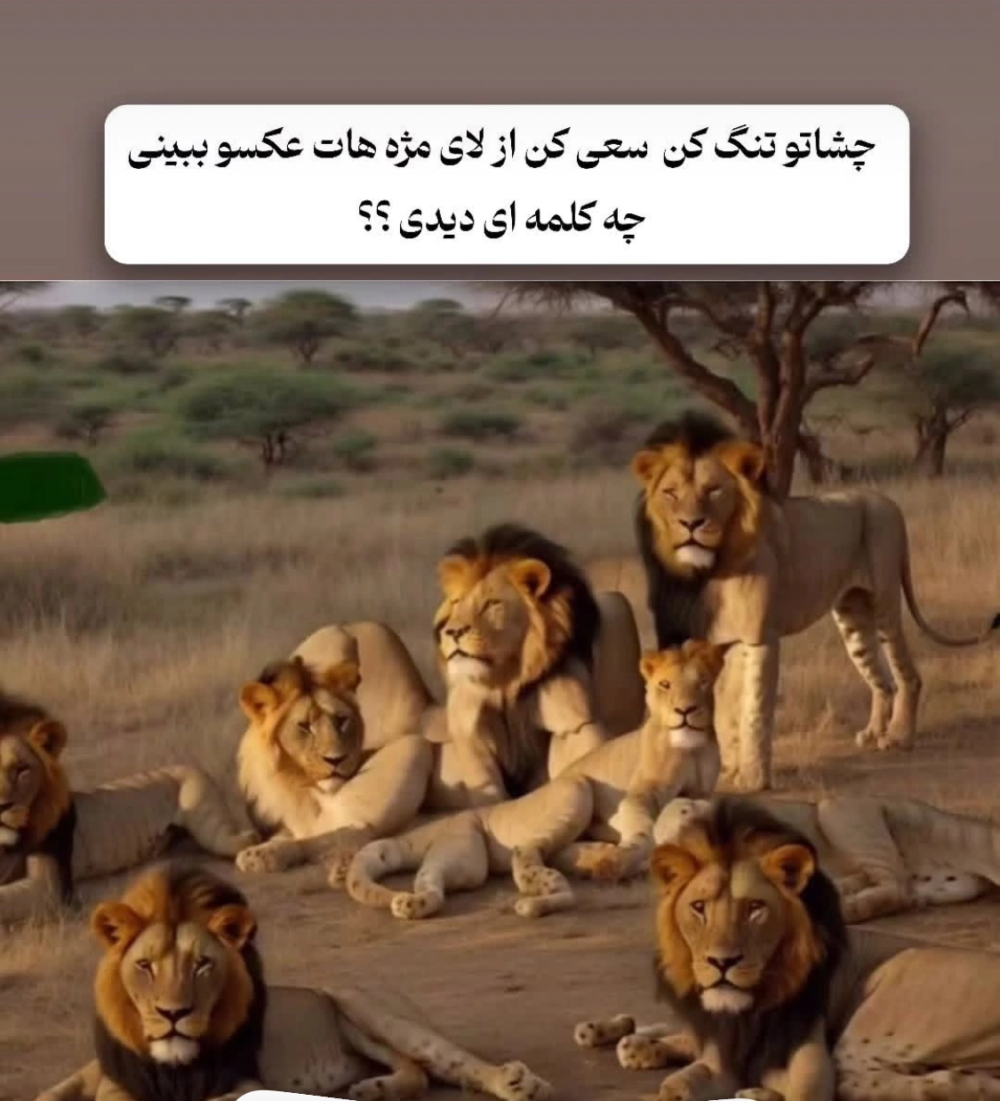 شماره 80